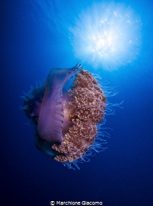 Jellyfish.
Nikon D800E ,17-35mm Nikon
Two strobo sea an... by Marchione Giacomo 